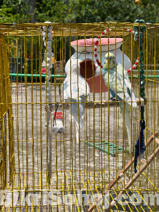 Budgie
